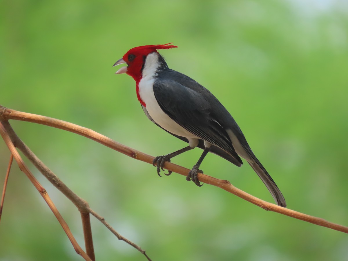 Red-crested Cardinal - ML644187841