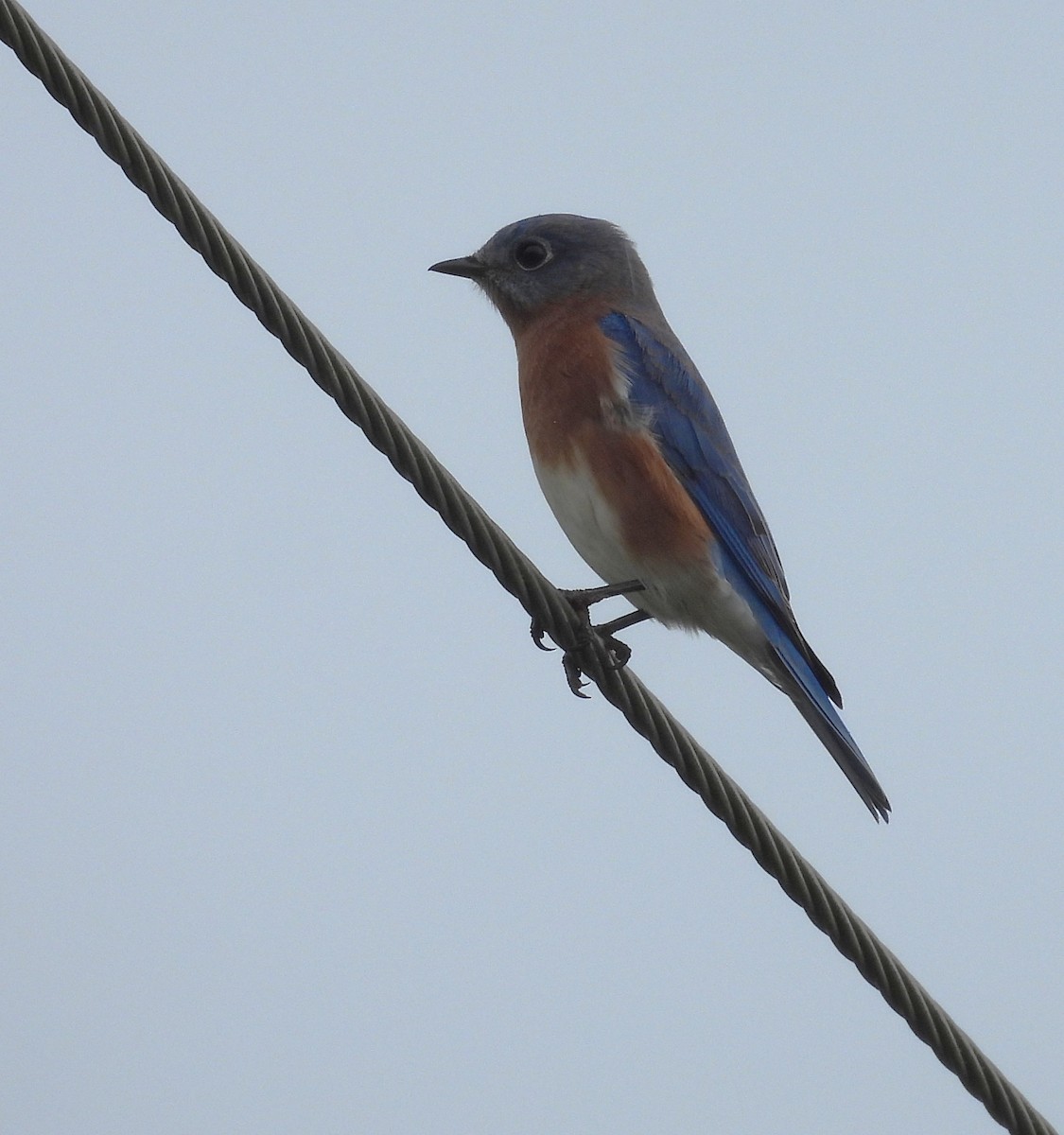 Eastern Bluebird - ML644187848
