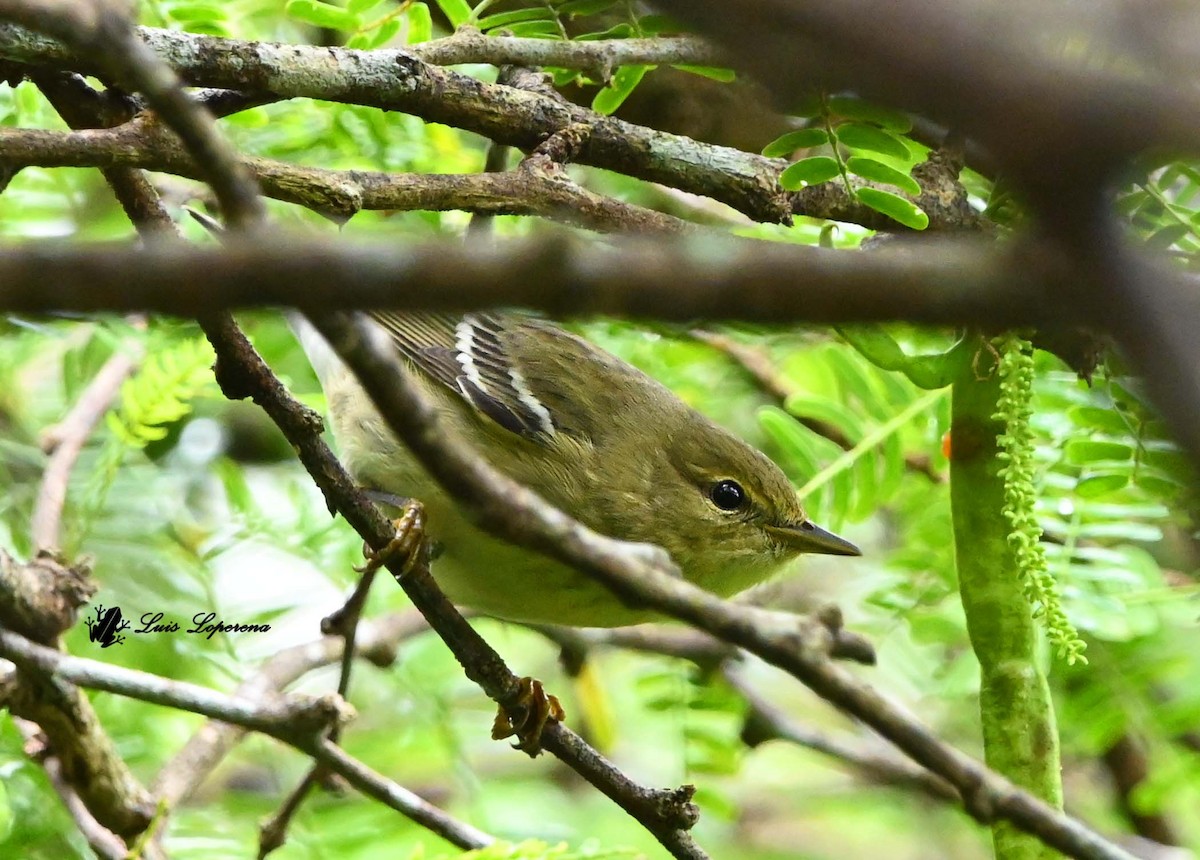 lesňáček černohlavý - ML644187850