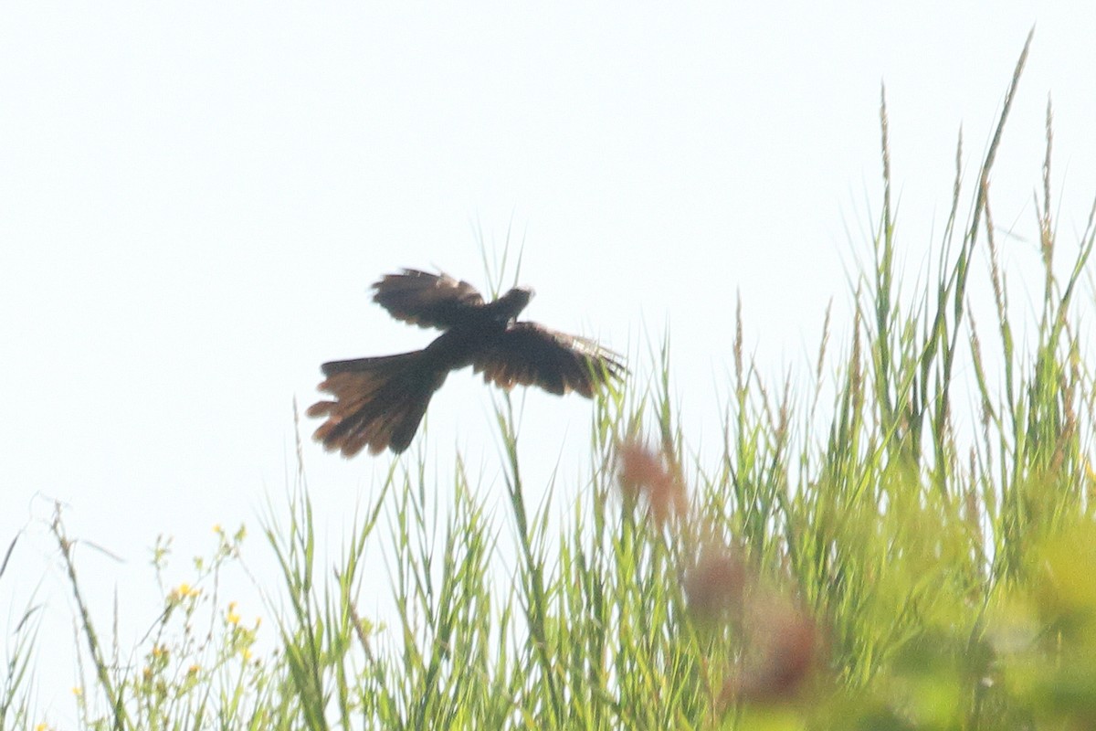 Groove-billed Ani - ML644187854