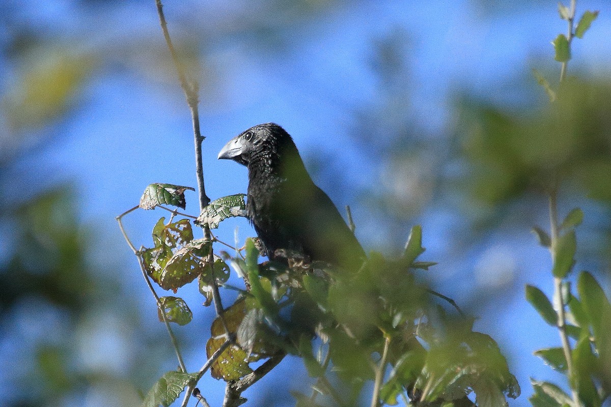 Groove-billed Ani - ML644187855
