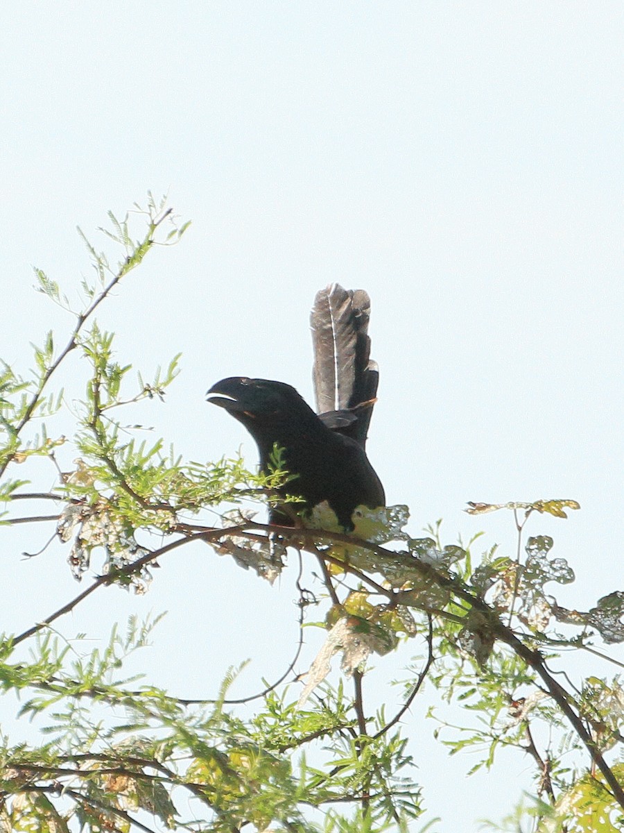 Groove-billed Ani - ML644187856