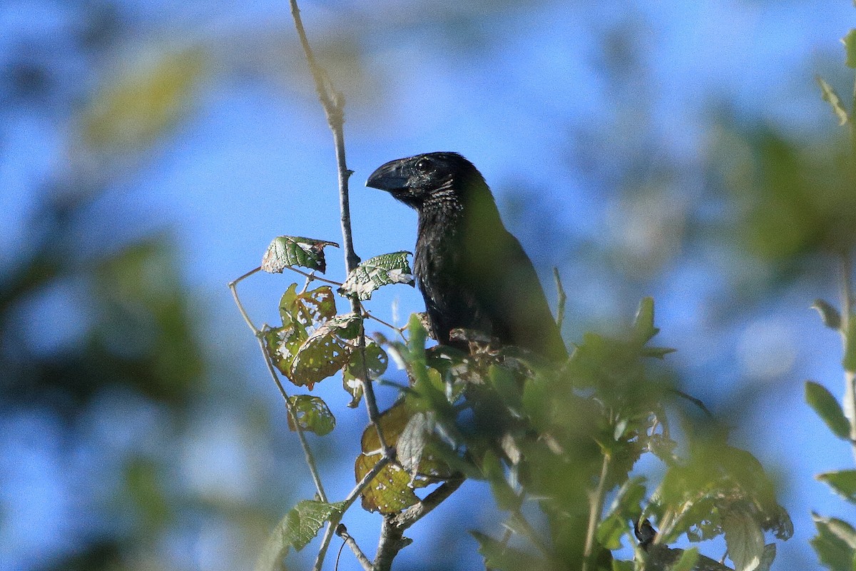 Groove-billed Ani - ML644187857