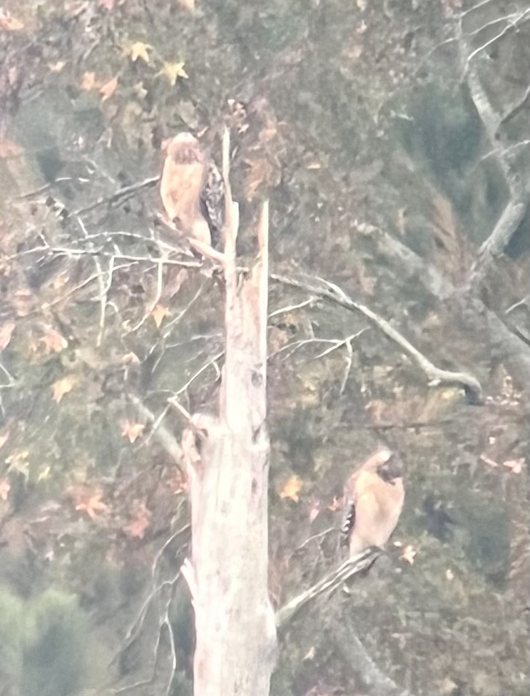 Red-shouldered Hawk - ML644187864