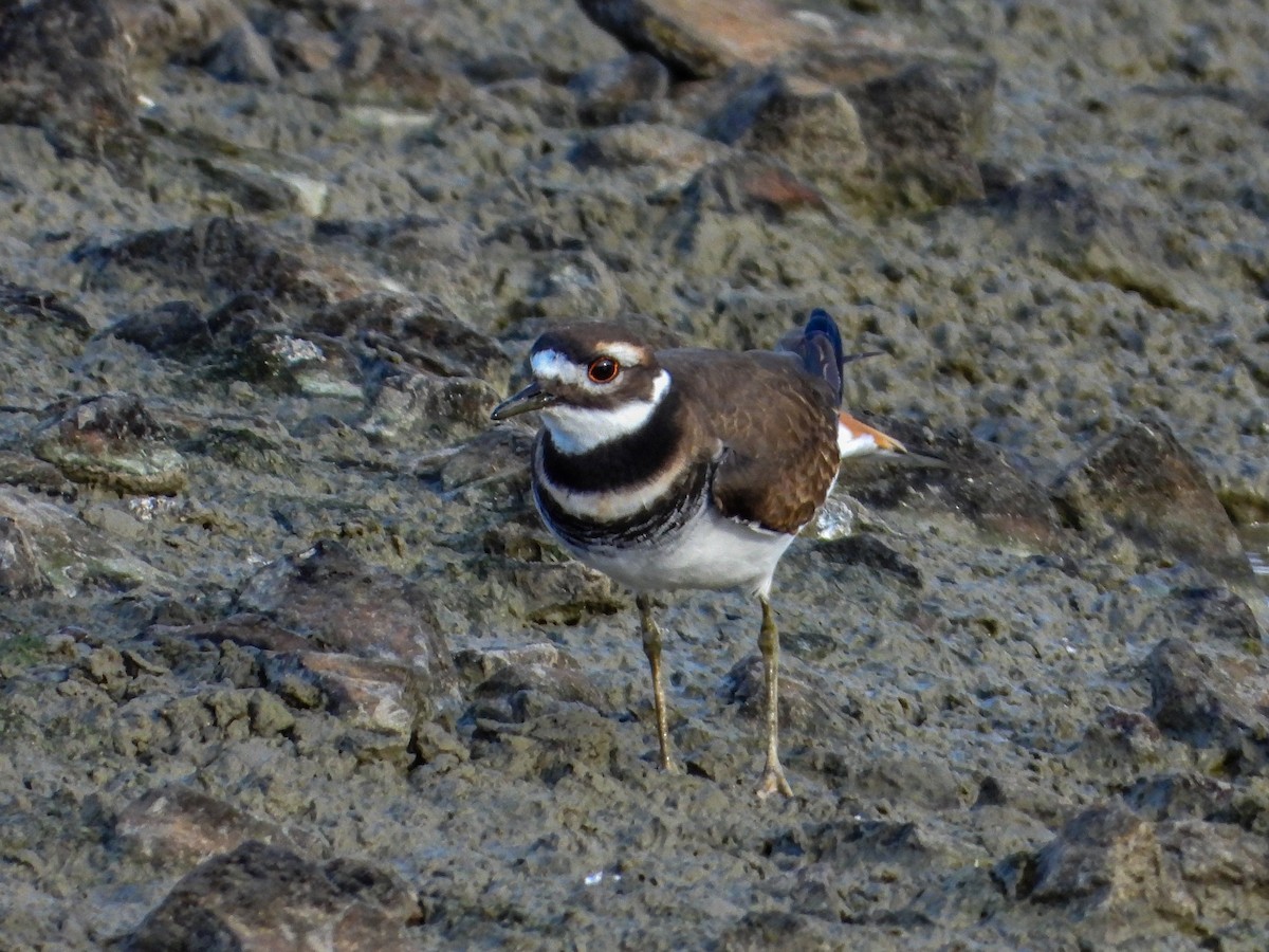 Killdeer - ML644187876