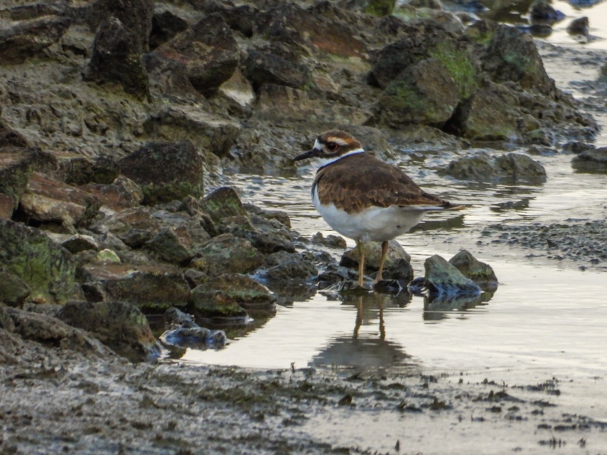 Killdeer - ML644187877