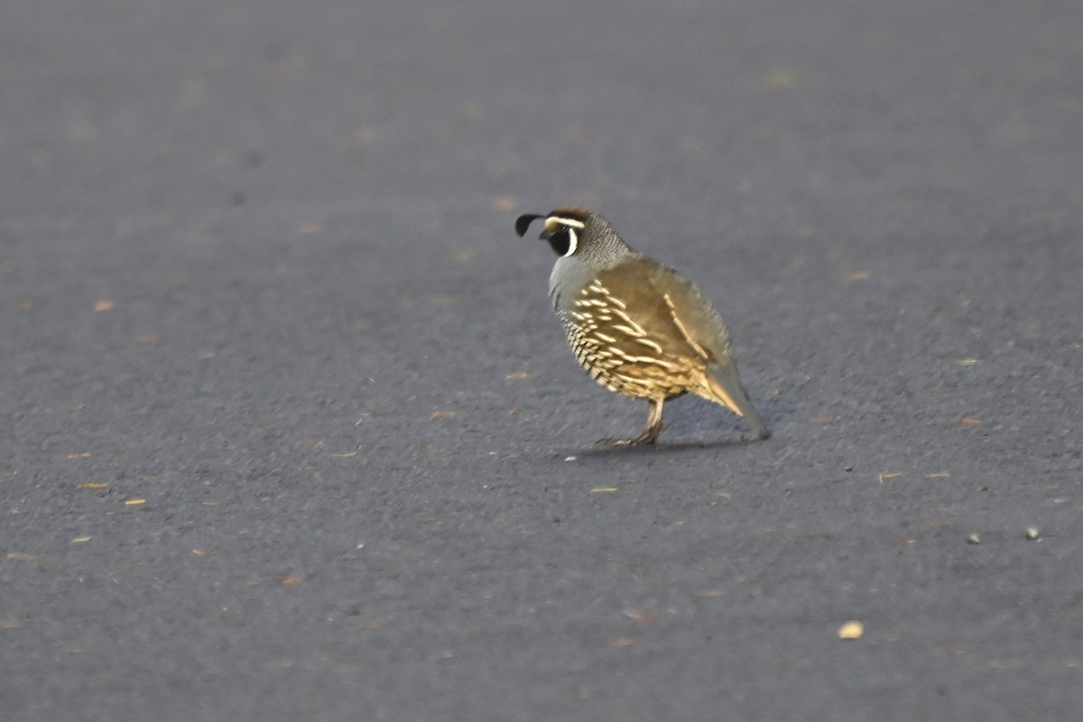 California Quail - ML644187878