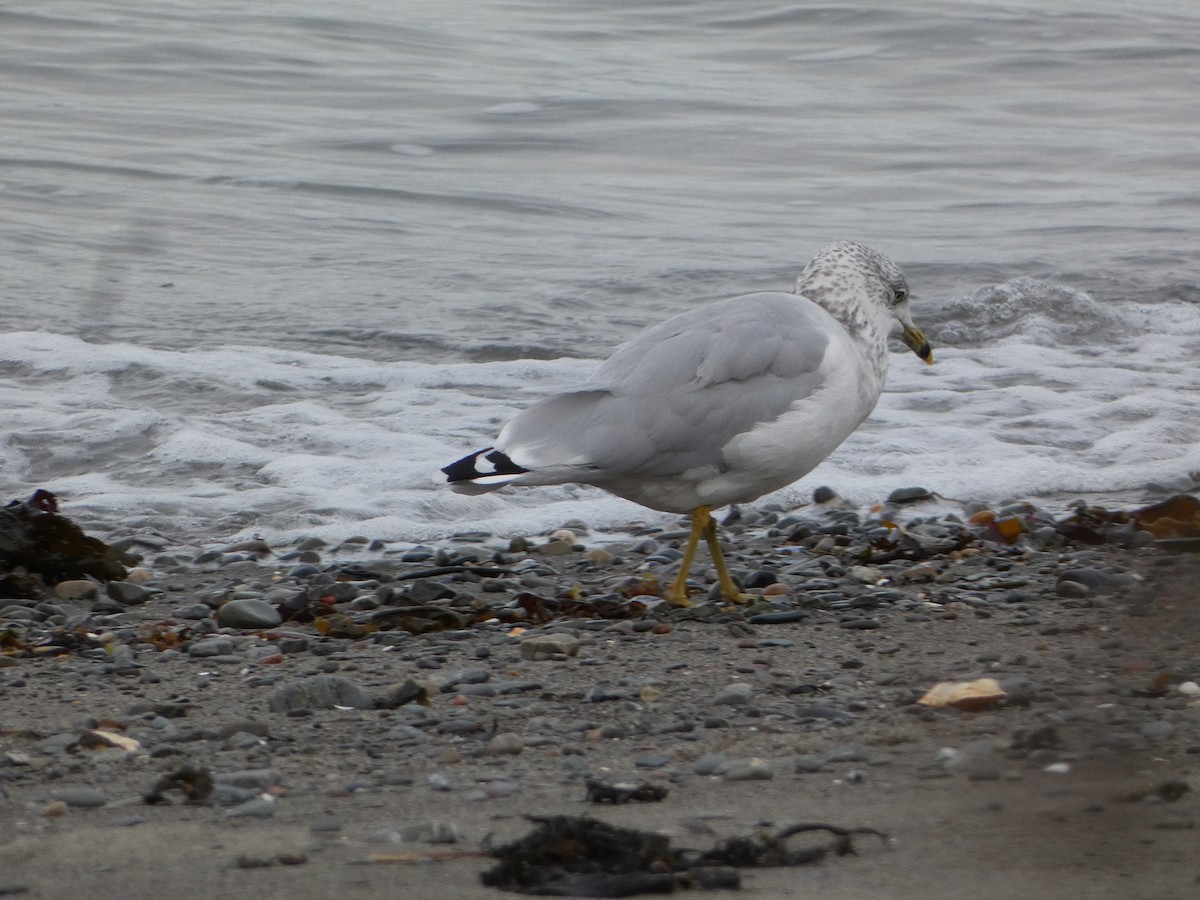 Ring-billed Gull - ML644187883