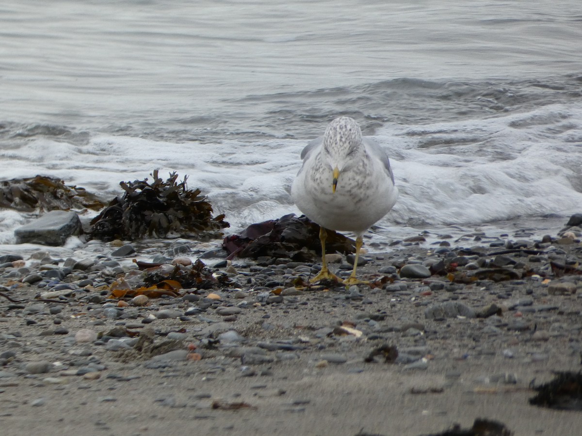 Ring-billed Gull - ML644187884
