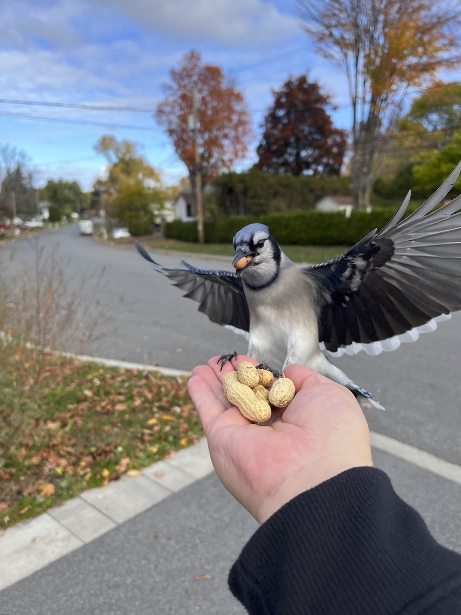 Blue Jay - ML644187891