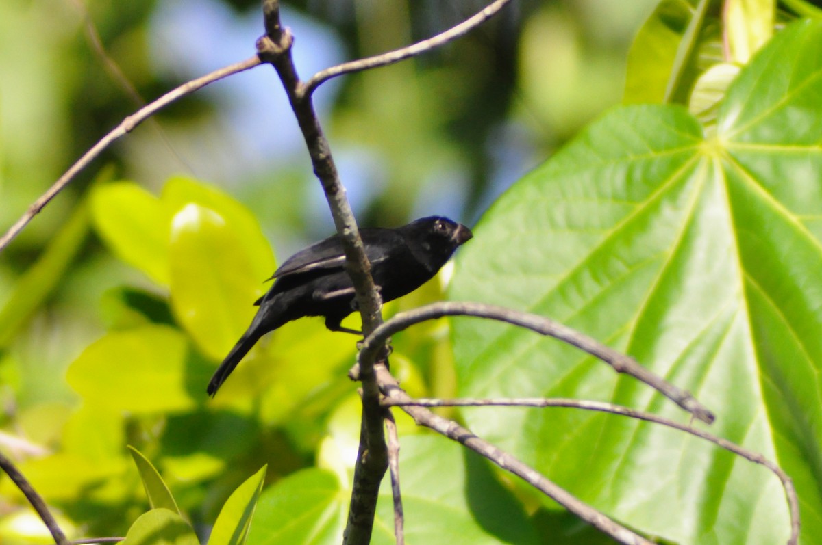 Cuban Bullfinch - ML644187894