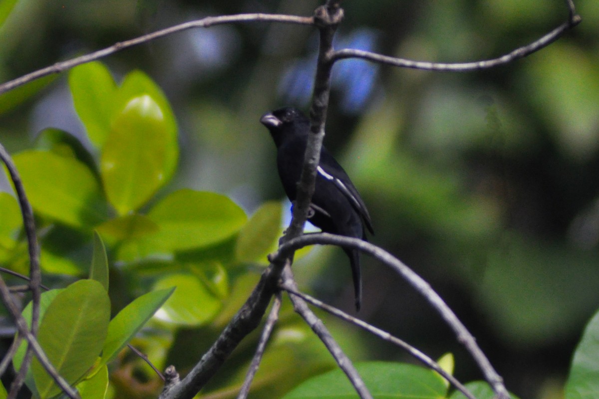 Cuban Bullfinch - ML644187895