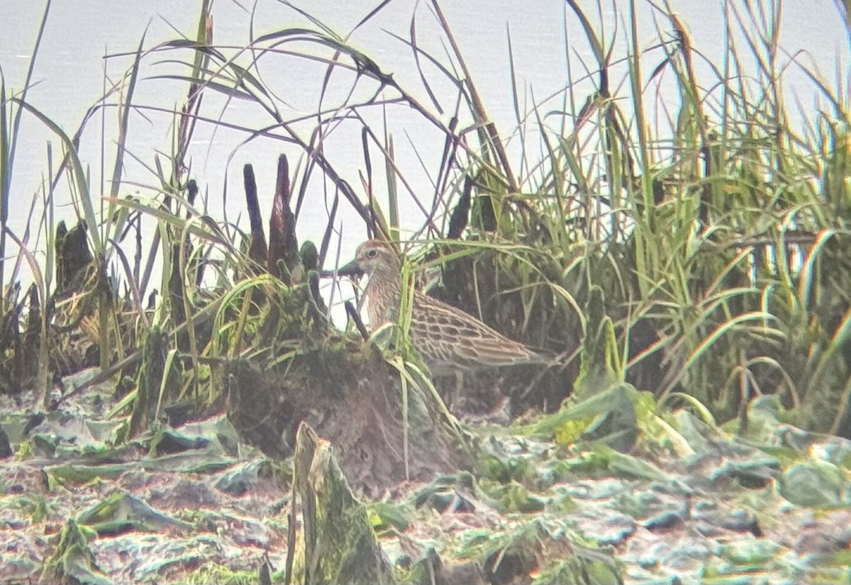 Sharp-tailed Sandpiper - ML644187898
