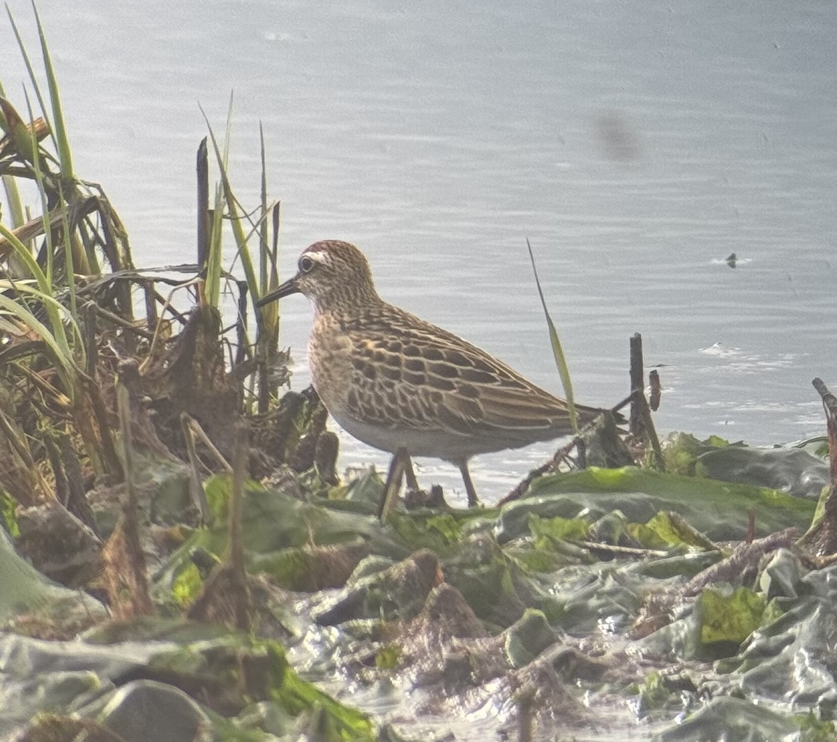 Sharp-tailed Sandpiper - ML644187899