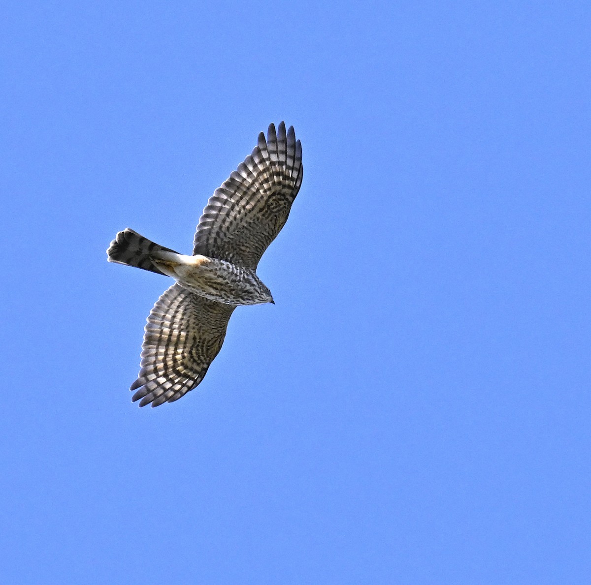 Cooper's Hawk - ML644187903