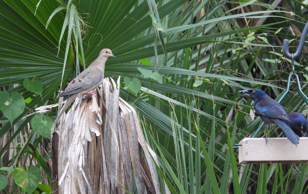 Mourning Dove - ML644187967
