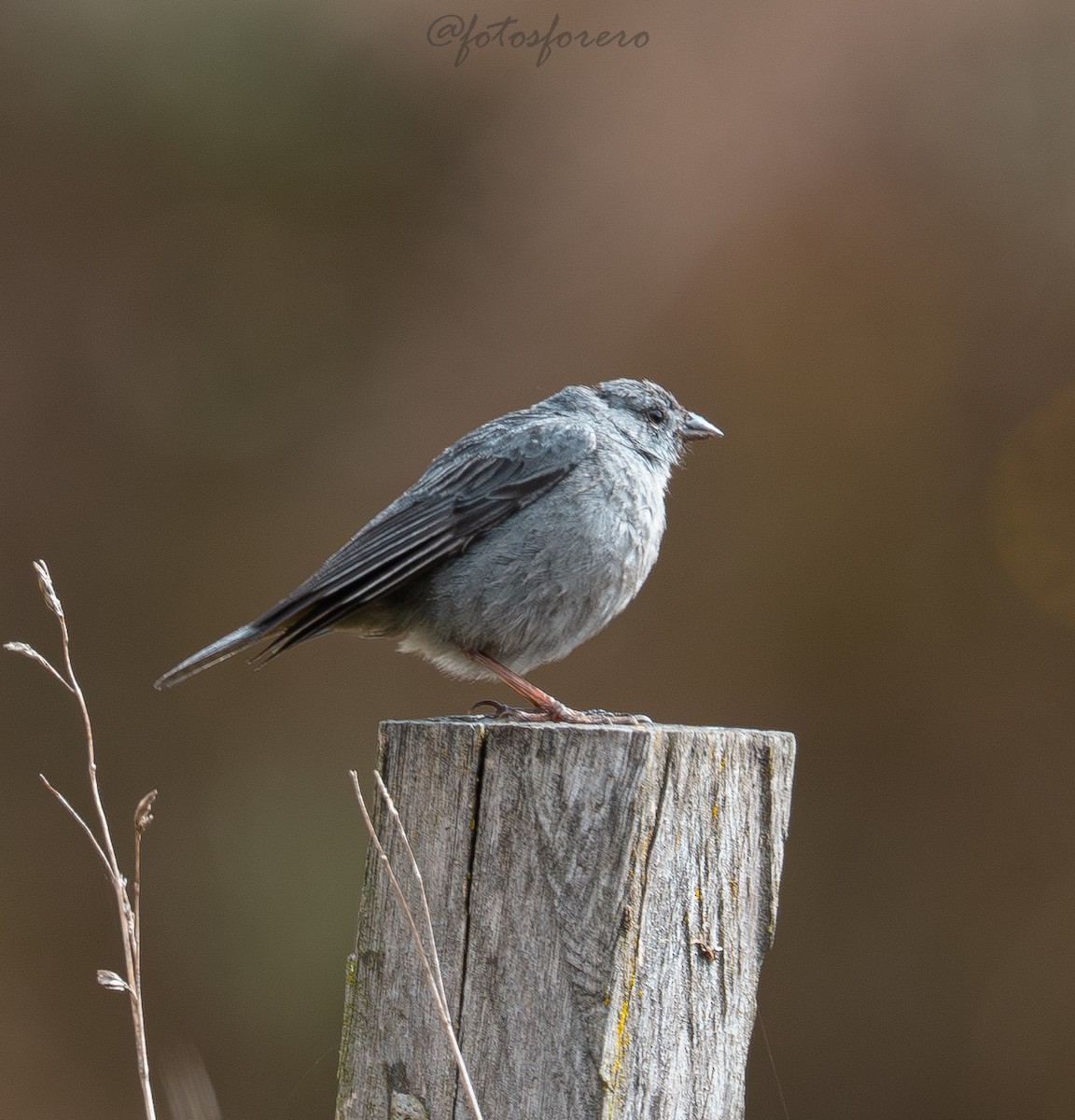 ネズミヤマシトド - ML644187974