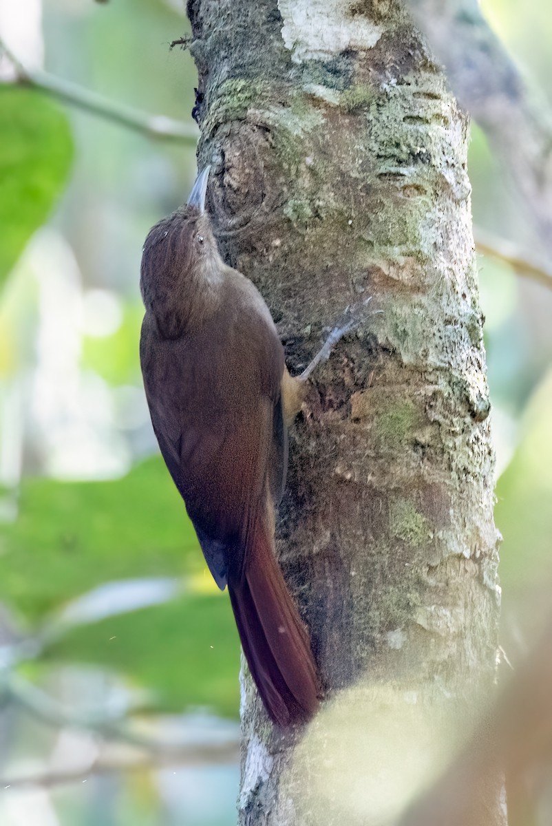 ミナミコオニキバシリ（turdina） - ML644187976