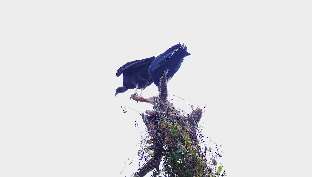 Black Vulture - ML644187977