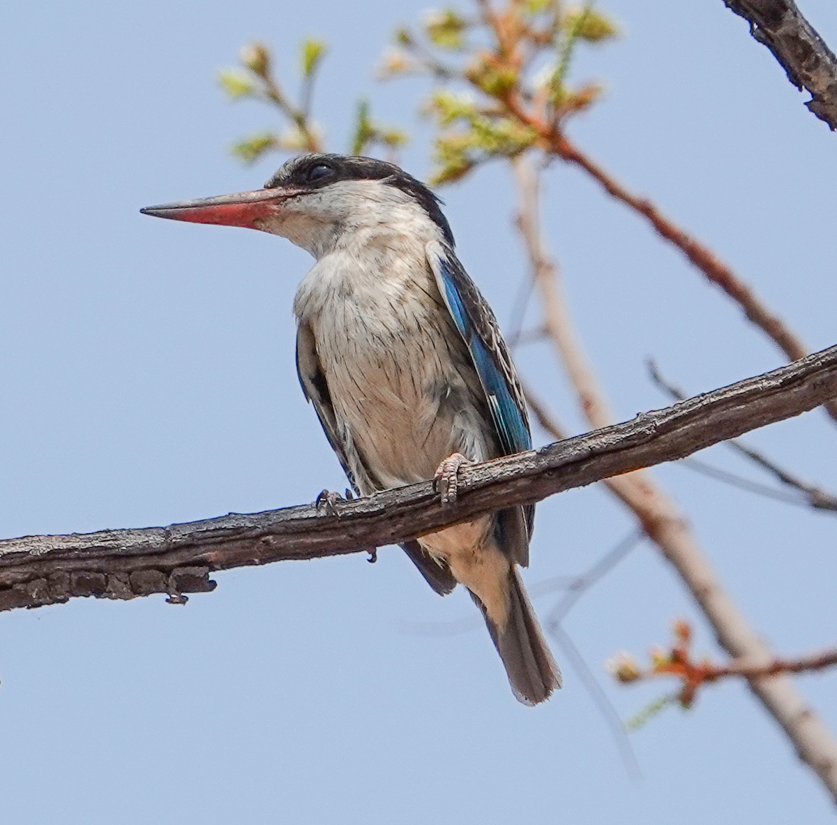 Striped Kingfisher - ML644187981