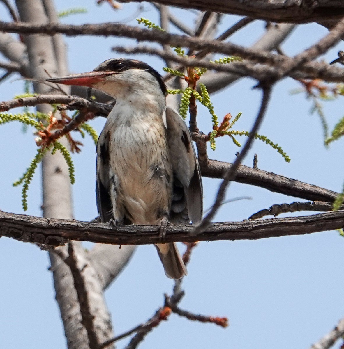 Striped Kingfisher - ML644187982