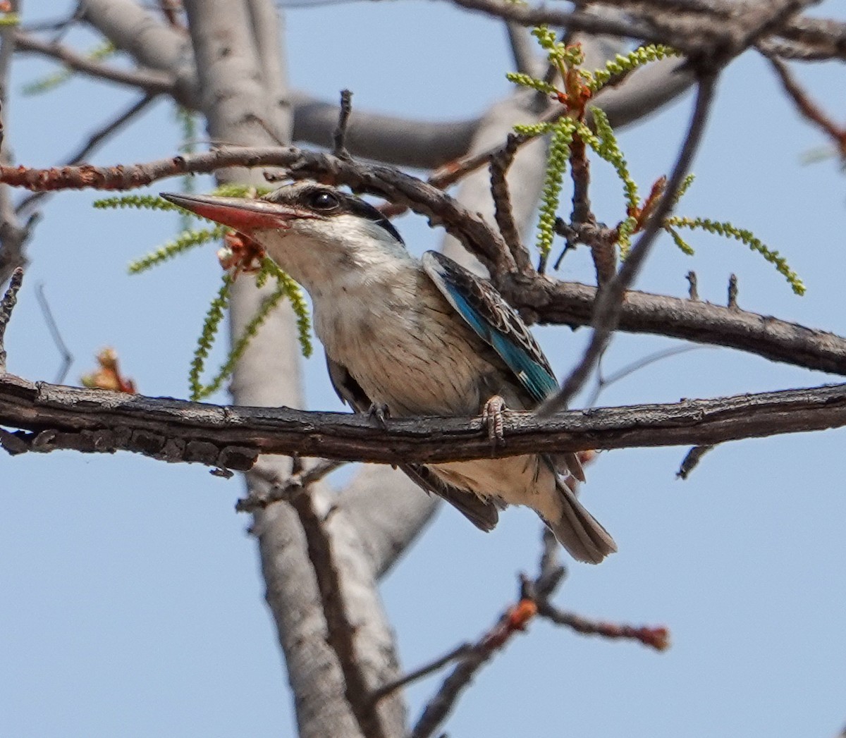 Striped Kingfisher - ML644187983