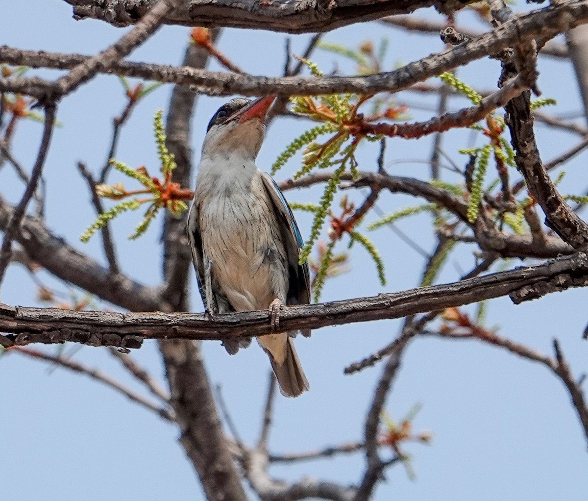 Striped Kingfisher - ML644187984
