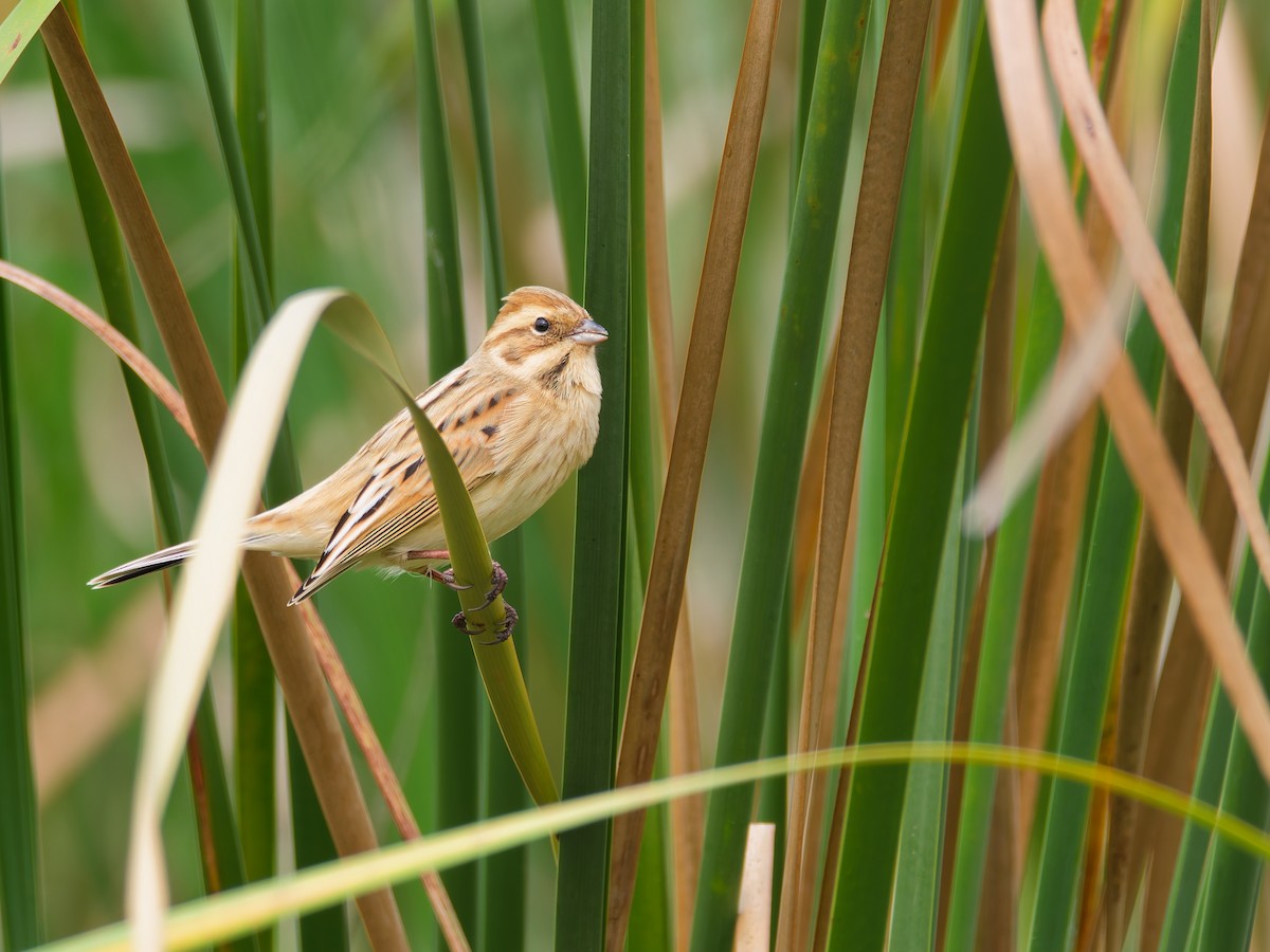 シベリアジュリン - ML644187986
