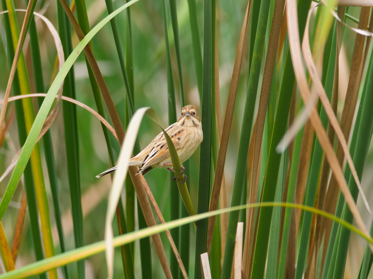 シベリアジュリン - ML644187987