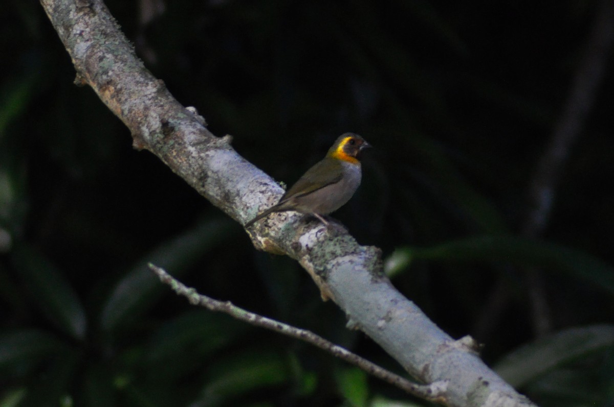 Cuban Grassquit - ML644187995