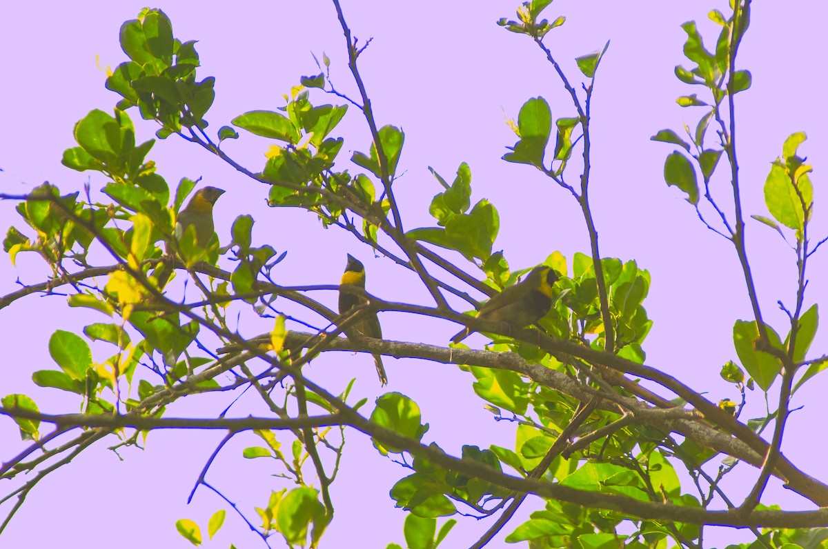 Cuban Grassquit - ML644187996