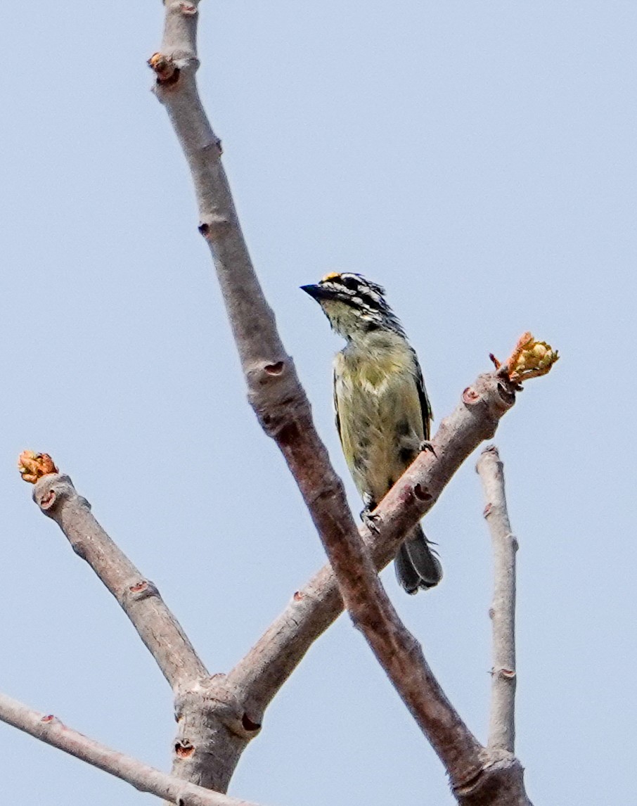 Sarı Alınlı Cüce Barbet - ML644188000