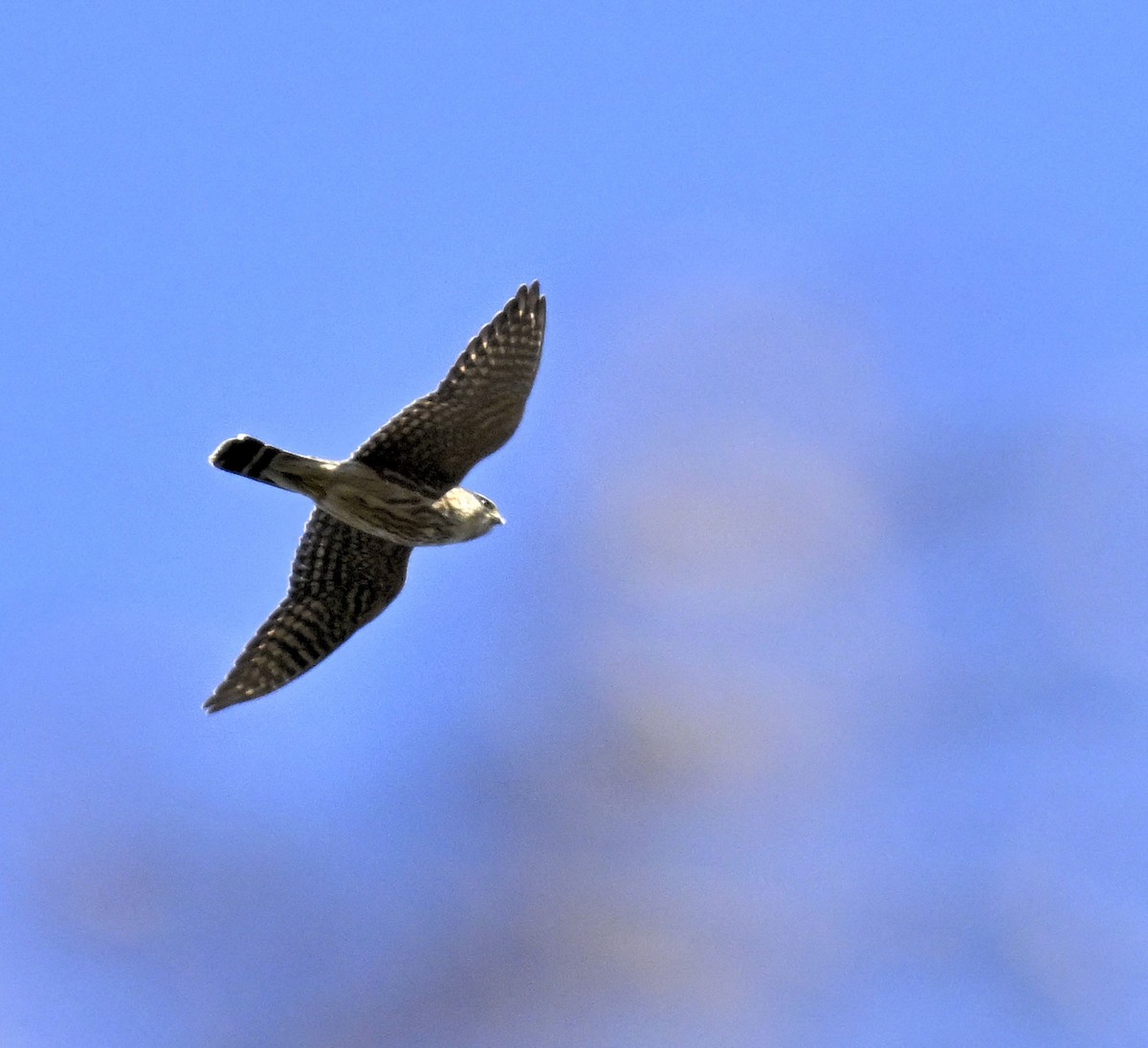 Merlin - ML644188003