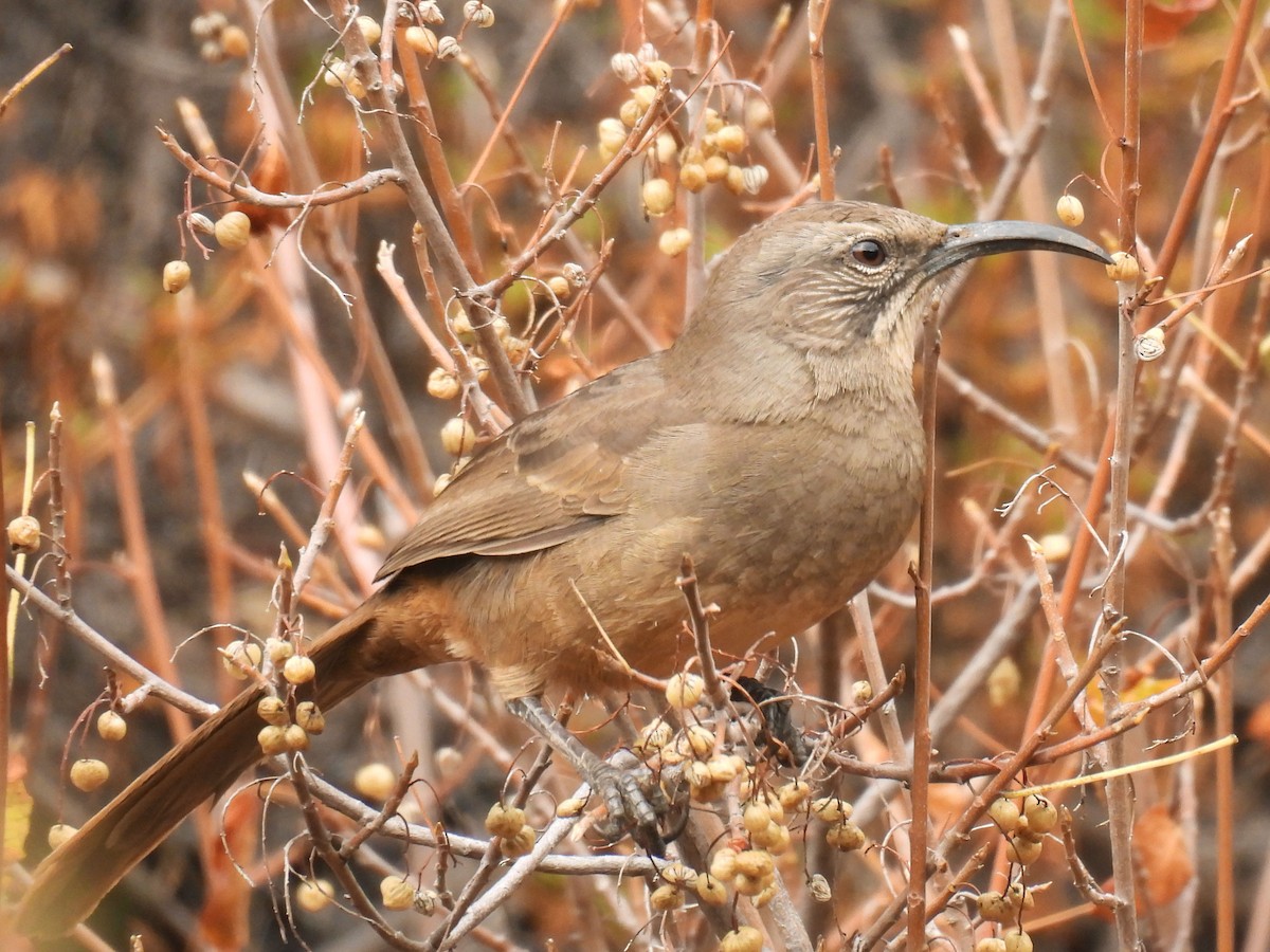 Kalifornienspottdrossel - ML644188008