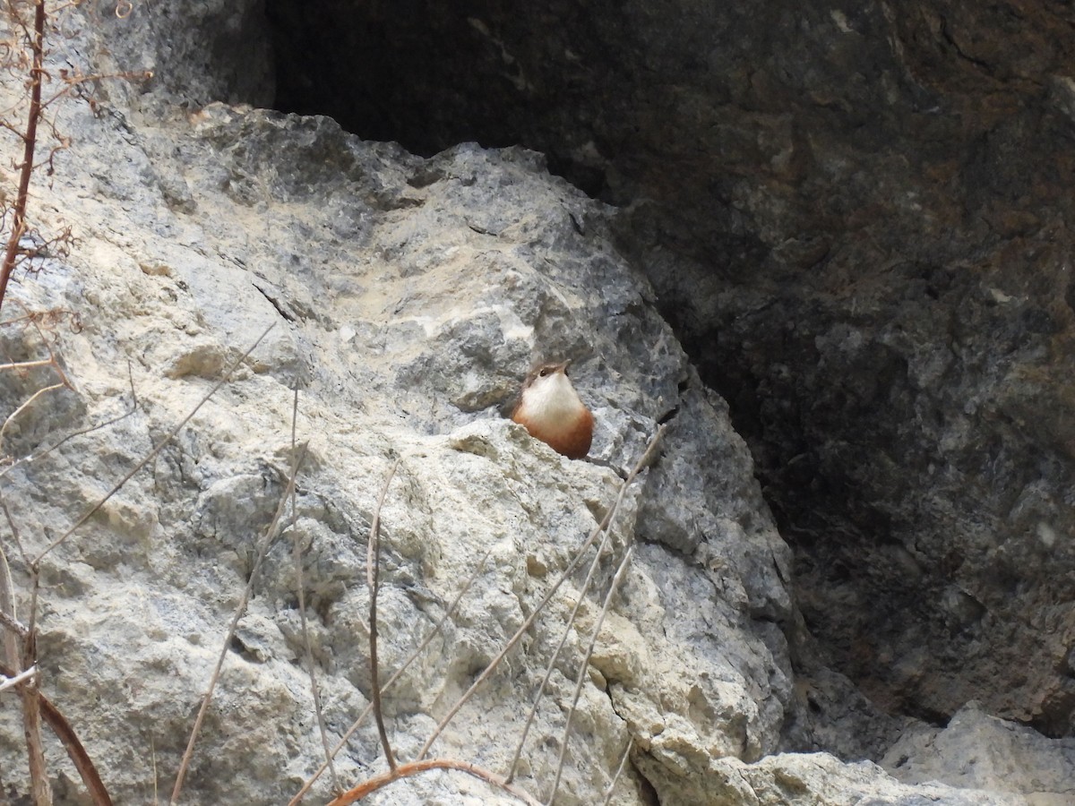 Canyon Wren - ML644188020