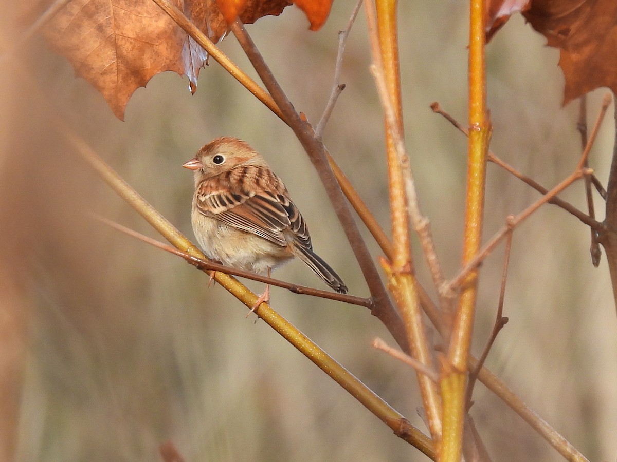Field Sparrow - ML644188025