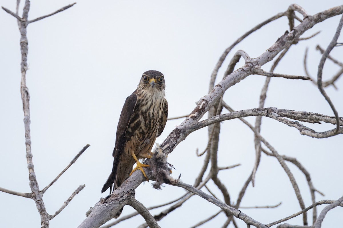 Merlin - ML644188026