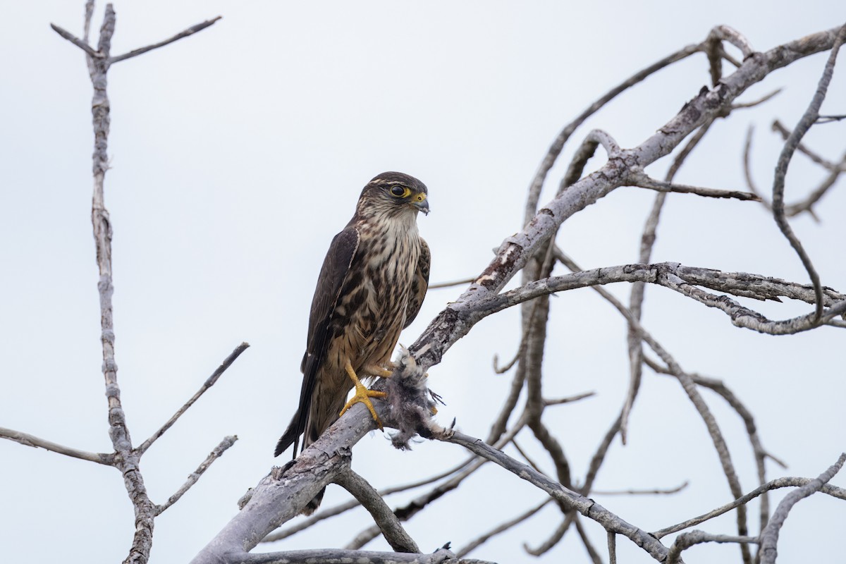 Merlin - ML644188027