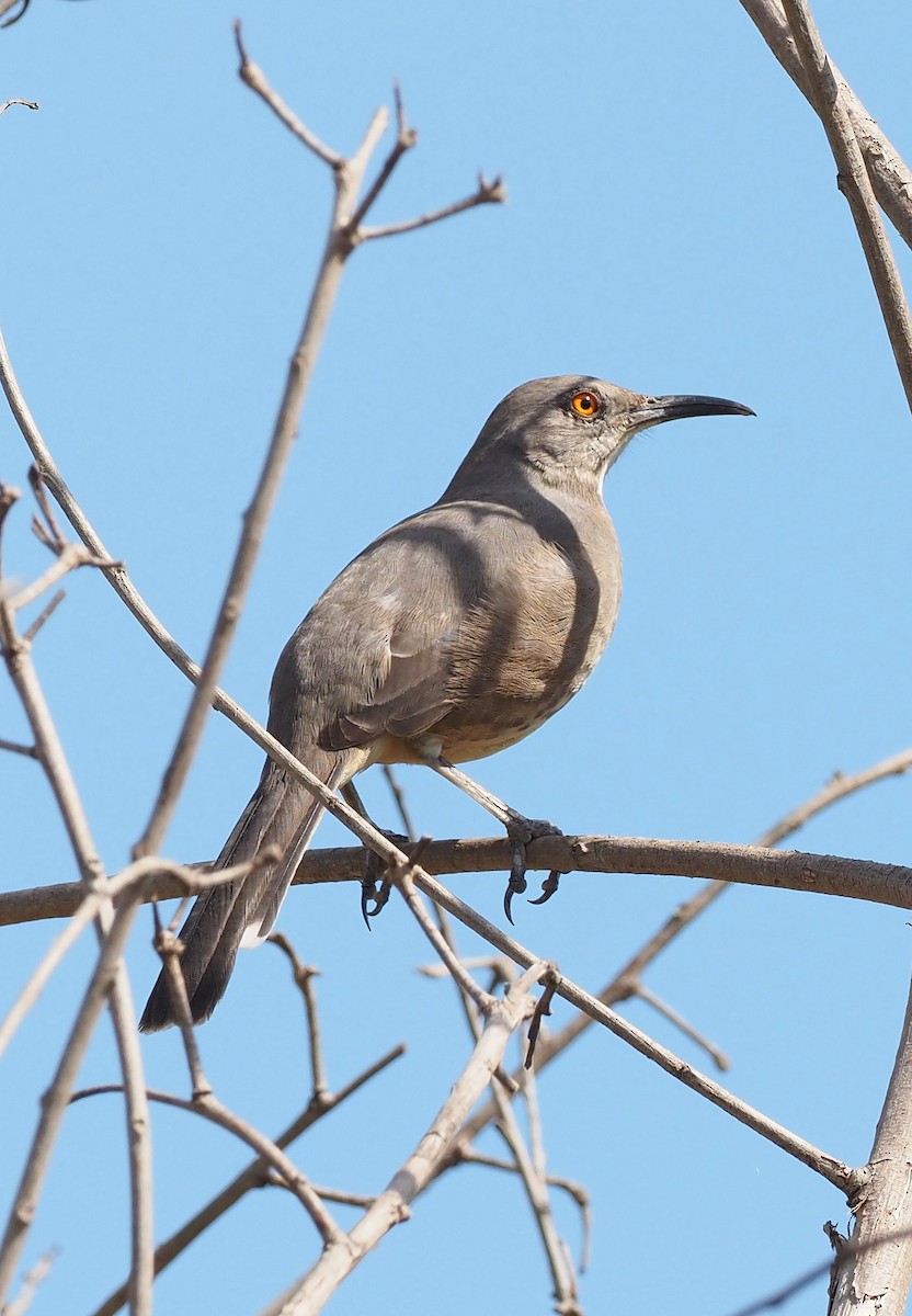 Curve-billed Thrasher - ML644188029
