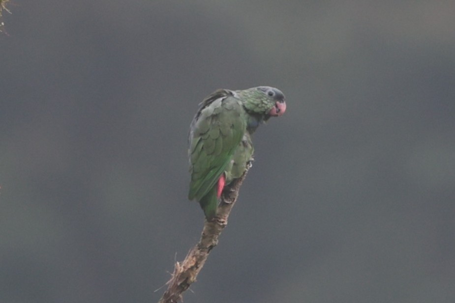 rødnebbpapegøye - ML644188041