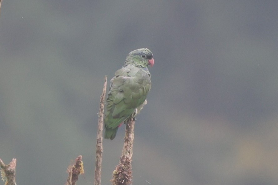 rødnebbpapegøye - ML644188042