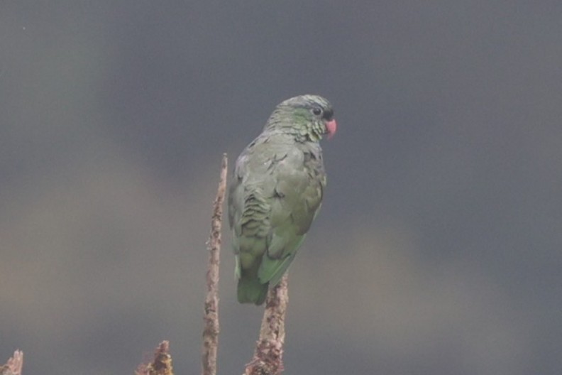 rødnebbpapegøye - ML644188043