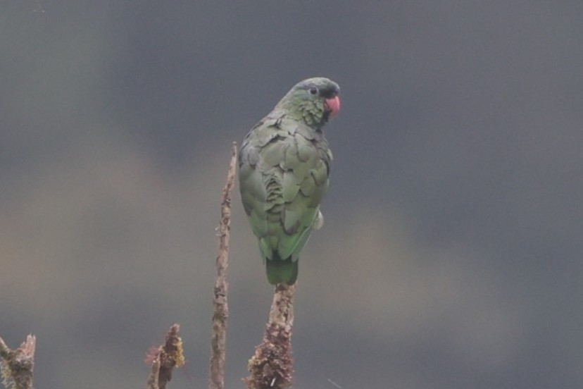 rødnebbpapegøye - ML644188044