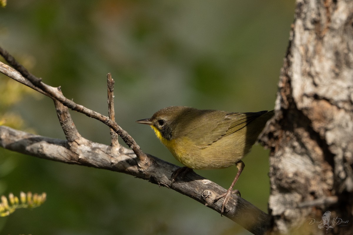 Common Yellowthroat - Demond McDonald