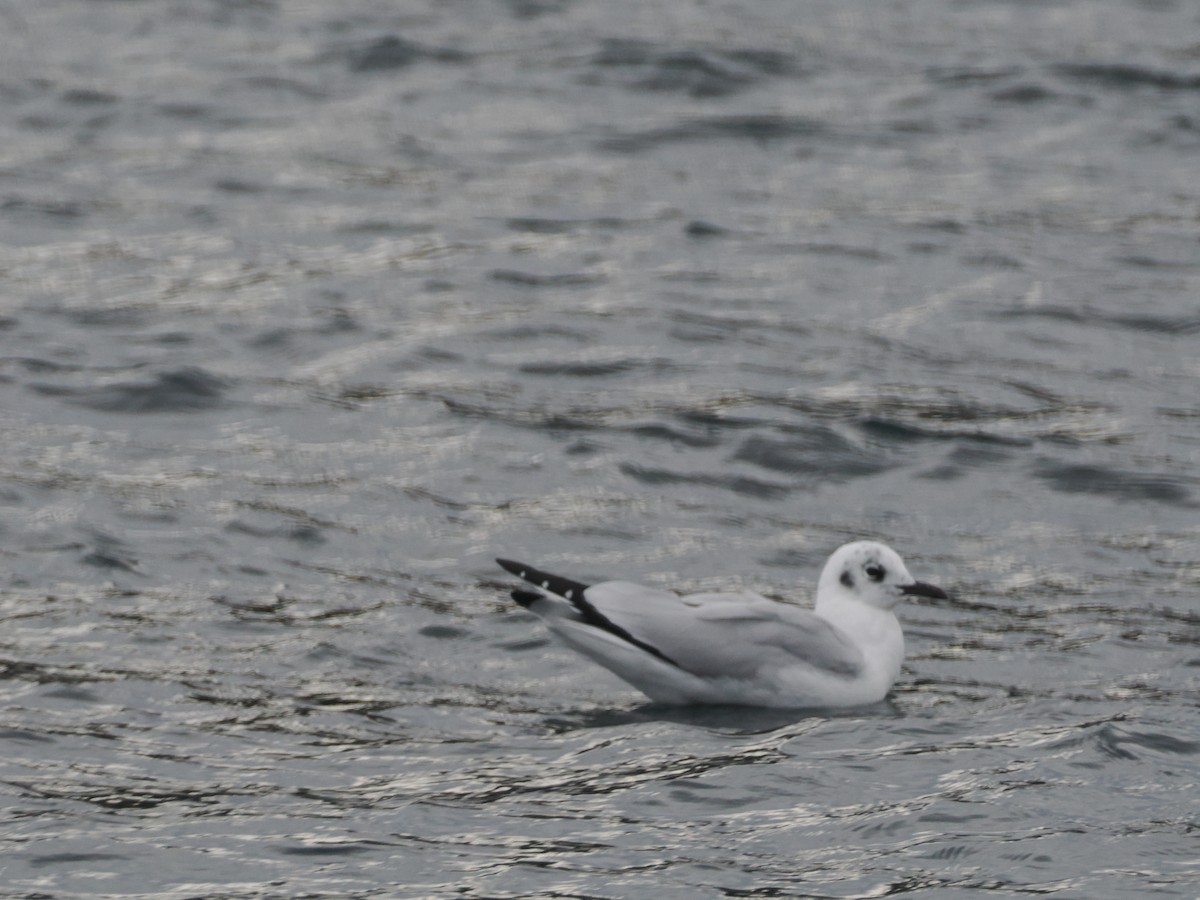 Andean Gull - ML644188046
