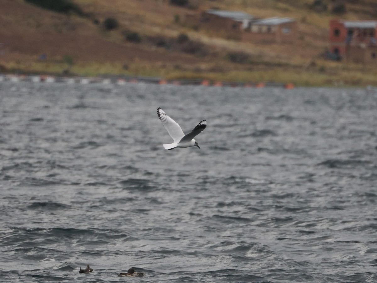 Andean Gull - ML644188047