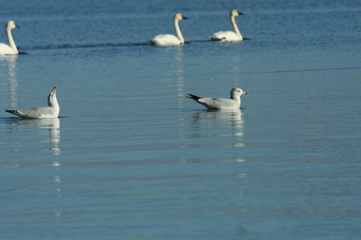 Ring-billed Gull - ML644188050