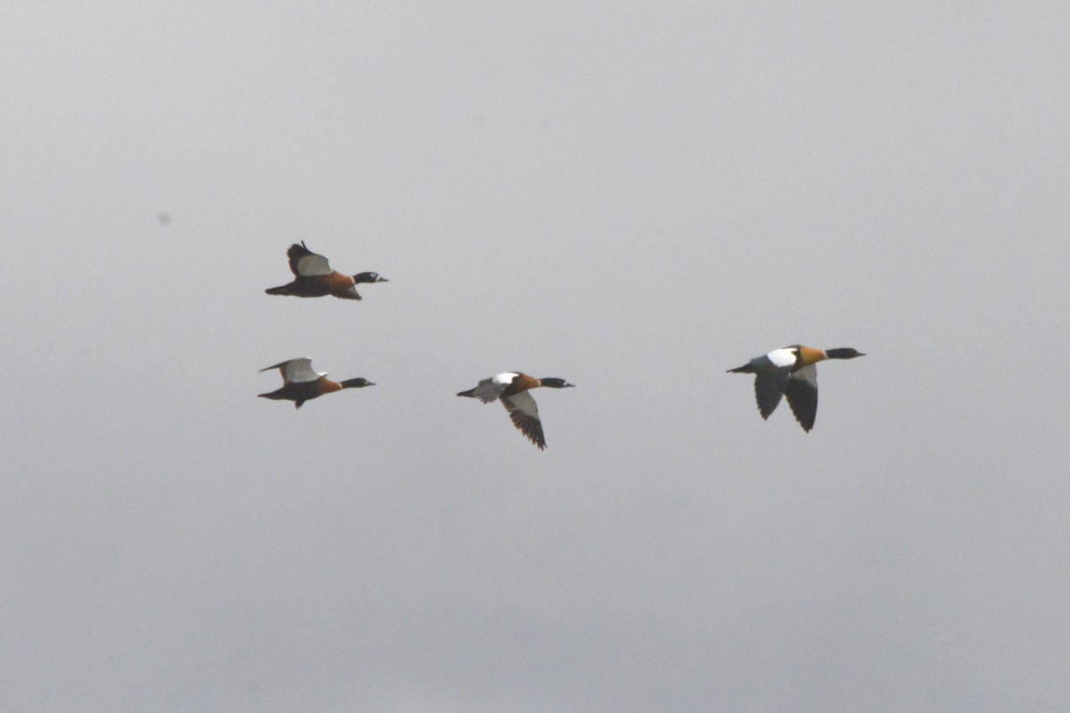 Tadorne d'Australie - ML644188063