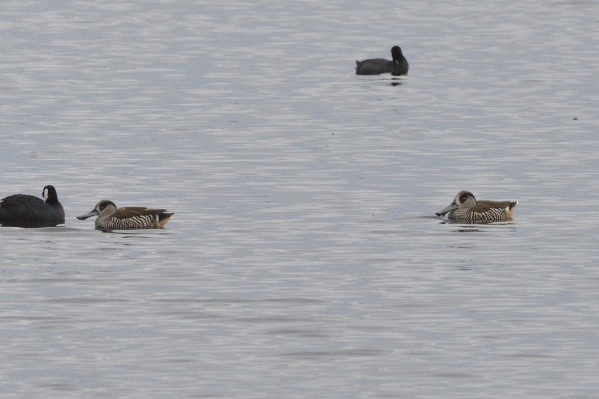 leppeand - ML644188077