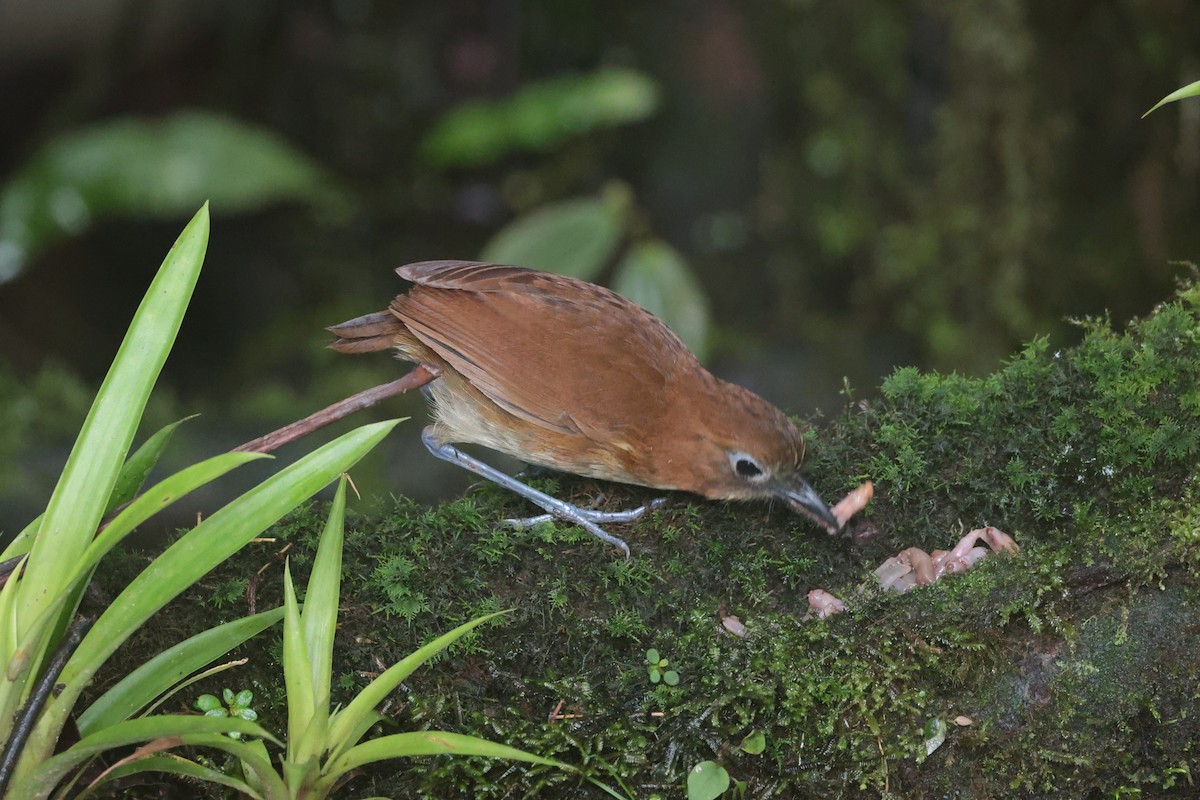 キムネクリセジアリドリ - ML644188080